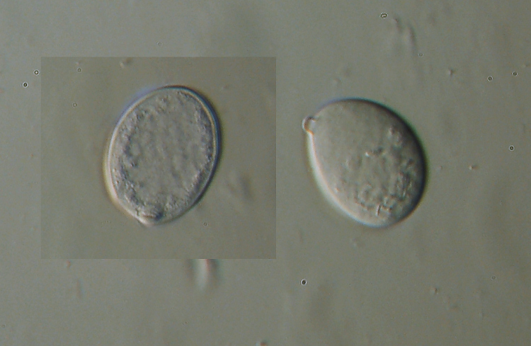 Aleurodiscus amorphus (Fr.)Schroeter